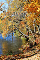 incredible autumn landscape with colorful leaves
