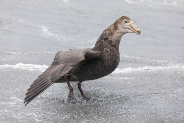 Southern Giant Petrel mantling