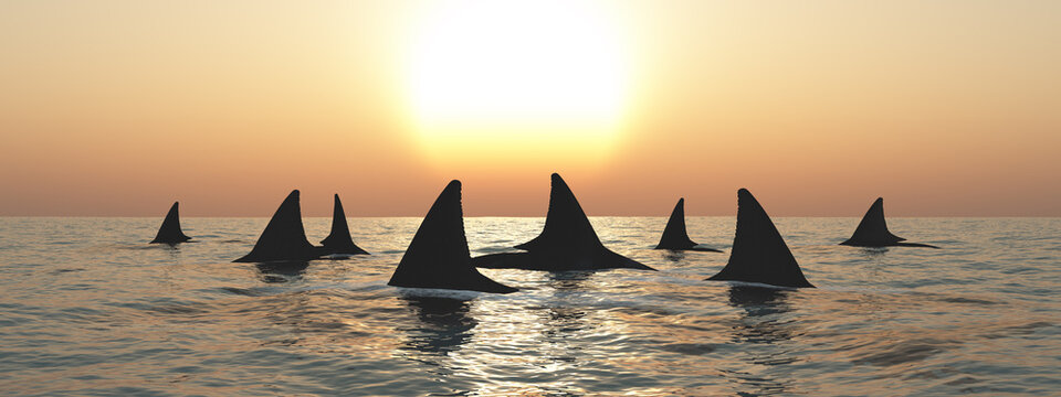 Haifische an der Meeresoberfläche bei Sonnenuntergang