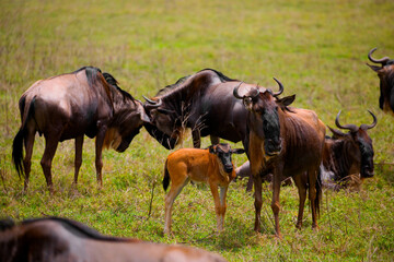 newborn cub of wildebeest next to his mother stands