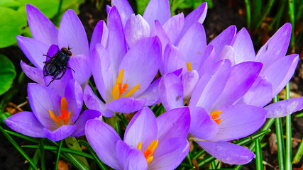 Garden crocuses bloom in spring in the botanical garden