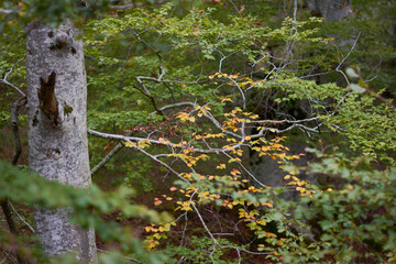 The colors of autumn in the beech forest of the Iranzu River Canyon in the Sierra de Urbasa. Navarre. Spain