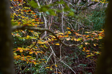 The colors of autumn in the beech forest of the Iranzu River Canyon in the Sierra de Urbasa. Navarre. Spain