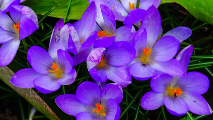 Garden crocuses bloom in spring in the botanical garden