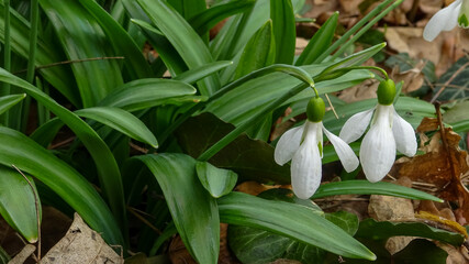 Obraz premium Galanthus elwesii (Elwes's, greater snowdrop) in the wild, Red Book Ukraine