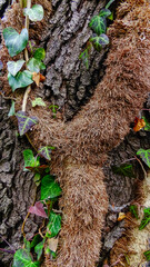 The trunk of an ivy tree climbing along the trunk with aerial roots, botanical garden