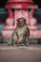 Long-tailed macaque sitting on the floor with colorful background