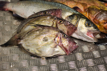 Fresh fish from the Mediterranean Sea