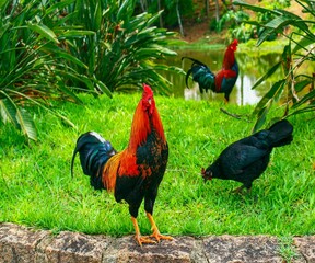 rooster © Ligia