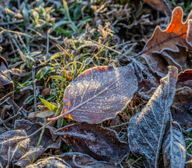 leaves cover in first frost of the season