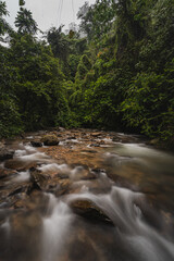 Long tailed macaque cleaning each other, monkeys in asia