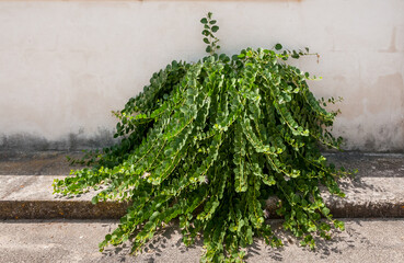 Capparis spinosa on old wall, is mediterranean perennial plant in Puglia.