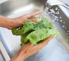 Woman, hands and washing lettuce in water or sink for fresh produce, natural vegetables or health...