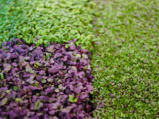 Different types of microgreens close-up top view.