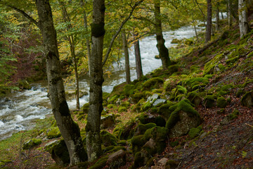 Obraz premium The colors of autumn in the beech forest on the route to the Puente Ra waterfalls in the Sierra de Cebollera (La Rioja). Spain