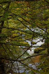 The colors of autumn in the beech forest on the route to the Puente Ra waterfalls in the Sierra de Cebollera (La Rioja). Spain