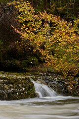 The colors of autumn in the beech forest on the route to the Puente Ra waterfalls in the Sierra de Cebollera (La Rioja). Spain