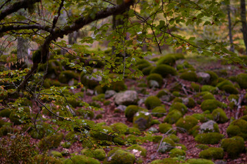 The colors of autumn in the beech forest on the route to the Puente Ra waterfalls in the Sierra de Cebollera (La Rioja). Spain