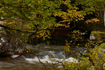 The colors of autumn in the beech forest on the route to the Puente Ra waterfalls in the Sierra de Cebollera (La Rioja). Spain