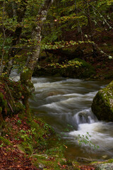 The colors of autumn in the beech forest on the route to the Puente Ra waterfalls in the Sierra de Cebollera (La Rioja). Spain