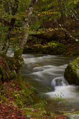 The colors of autumn in the beech forest on the route to the Puente Ra waterfalls in the Sierra de Cebollera (La Rioja). Spain