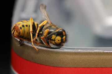 european yellow wasp macro photo