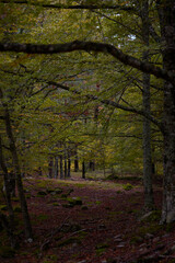 The colors of autumn in the beech forest on the route to the Puente Ra waterfalls in the Sierra de Cebollera (La Rioja). Spain