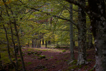 Obraz premium The colors of autumn in the beech forest on the route to the Puente Ra waterfalls in the Sierra de Cebollera (La Rioja). Spain