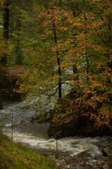 The colors of autumn in the beech forest on the route to the Puente Ra waterfalls in the Sierra de Cebollera (La Rioja). Spain