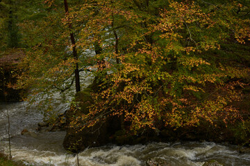 The colors of autumn in the beech forest on the route to the Puente Ra waterfalls in the Sierra de Cebollera (La Rioja). Spain