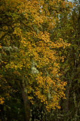 The colors of autumn in the beech forest on the route to the Puente Ra waterfalls in the Sierra de Cebollera (La Rioja). Spain