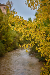 The colors of autumn in the Piqueras river as it passes through Lumbreras. The Rioja. Spain