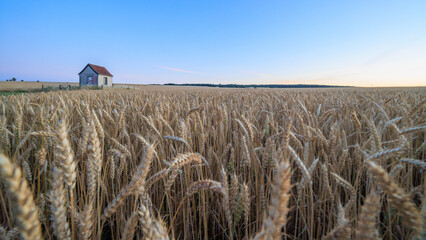 Landwirtschaft: Weizenfeld mit eingezäunter Hütte am Abend 