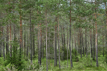 Obraz premium trees in the forest