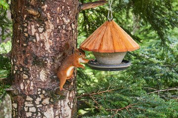 Squirrel on a tree