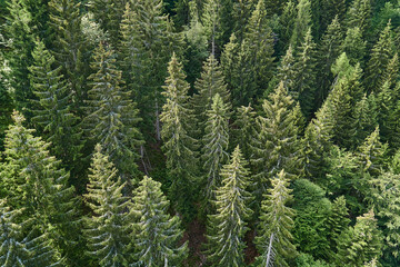 Fototapeta premium Pine forest