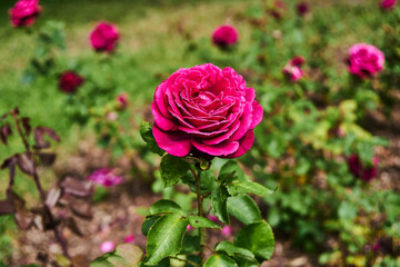 pink rose in garden