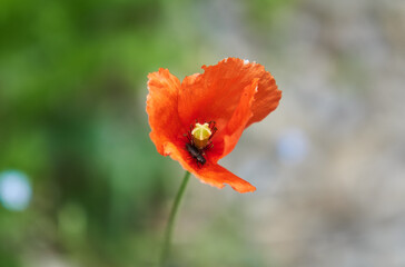 red poppy flower with a bug
