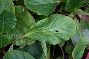 closeup of bergenia leaves on the floor