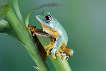 Flying tree frog on branch, Gliding frog (Rhacophorus reinwardtii)