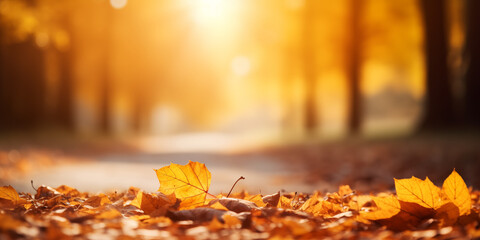 Naklejka na ściany i meble autumn leaves in the forest