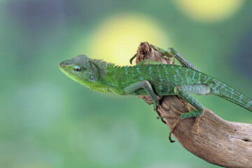Jubata green lizard on branch