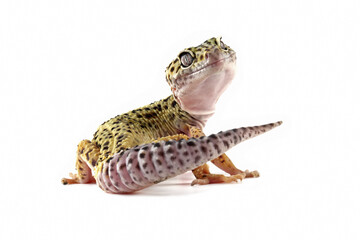 fat-tailed gecko isolated on white