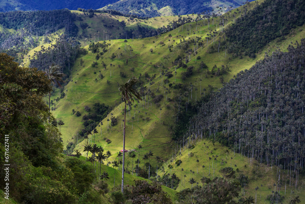 Poster cocora