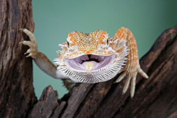 bearded dragon lizard sitting on wood
