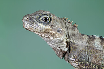 Close-up head of a hypsilurus magnus forest dragon lizard