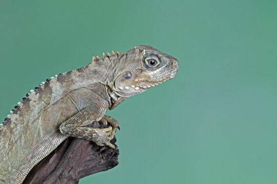 hypsilurus magnus forest dragon lizard