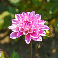 Pink dahlia flower in the garden