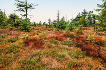 Highland bog in autumn. Landscape wilderness of the Harz National Park in Lower Saxony, Germany.