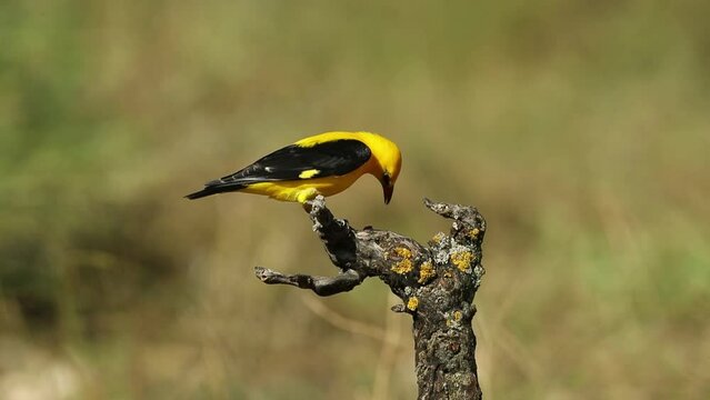 Golden oriole male on a rainy spring day in a riverside forest with the last light of the afternoon